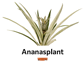 Ananasplant