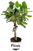 Ficus