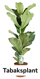 Tabaksplant