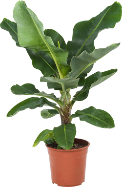 Musa (Bananenplant)