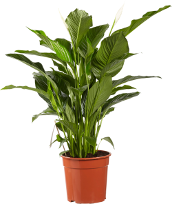 Spathiphyllum (Lepelplant)