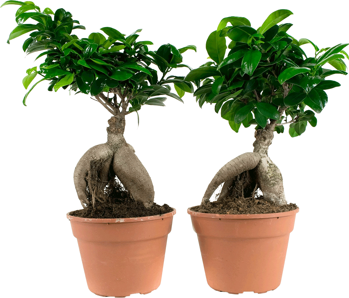 2x Ficus Ginseng Bonsai transparant vooraanzicht