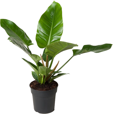 Philodendron Imperial Green transparant vooraanzicht