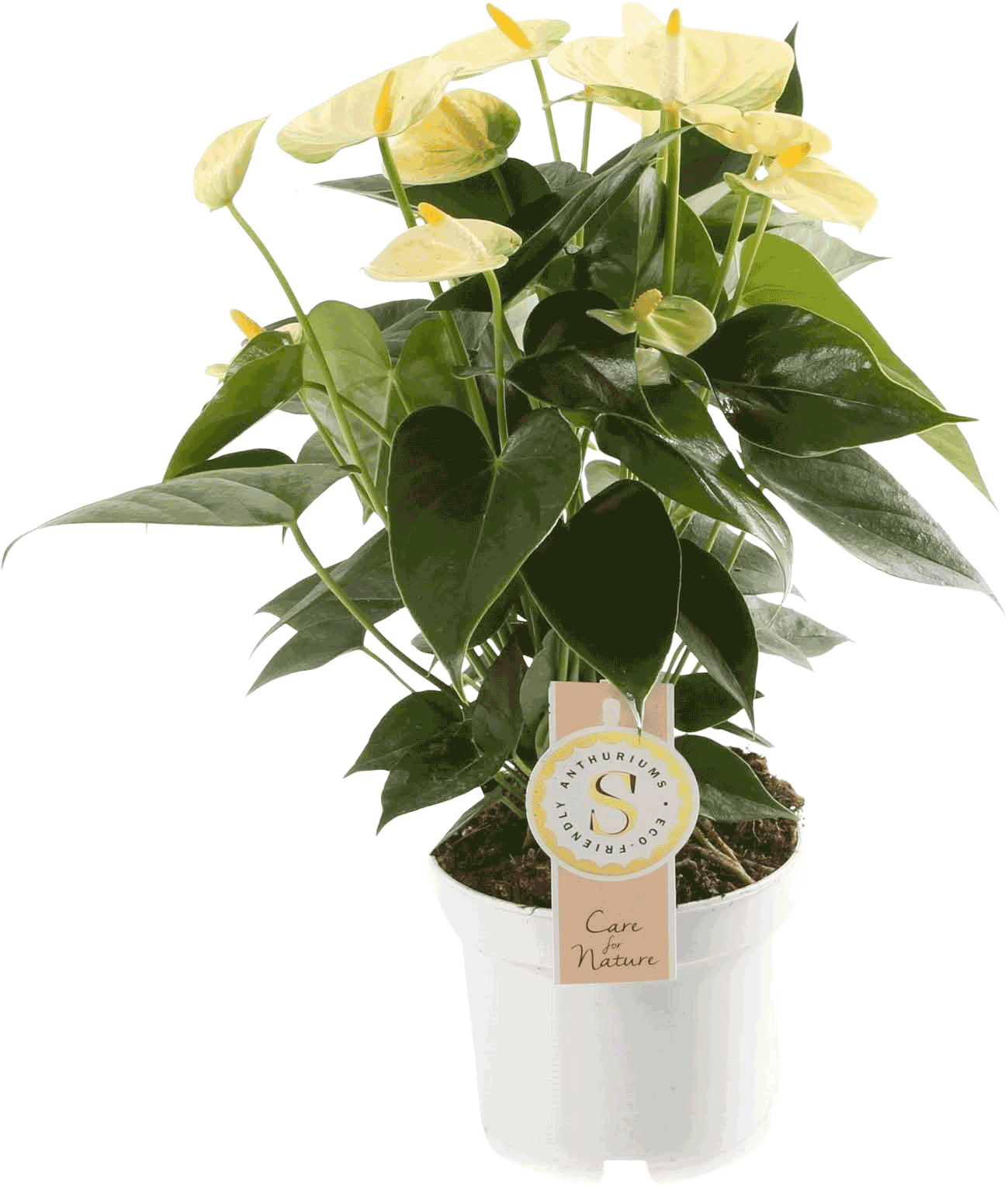 Anthurium Vanilla Yellow Champion transparant vooraanzicht