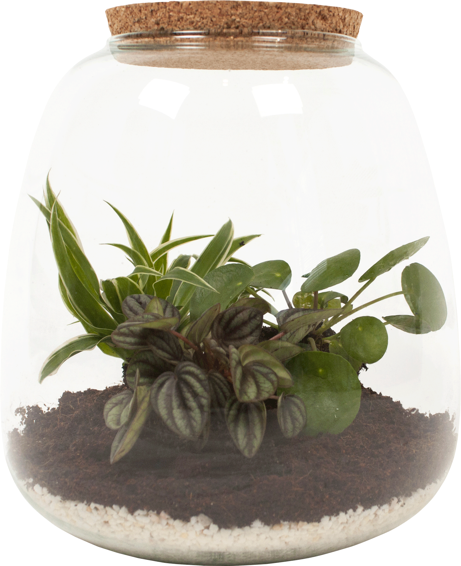 DIY Terrarium (Pilea, Chlorophytum, Peperomia) transparant vooraanzicht