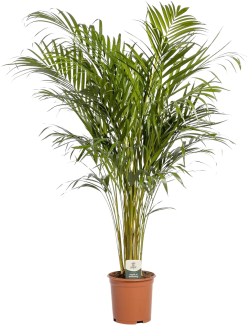 Dypsis Lutescens (Goudpalm)