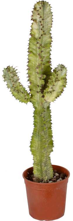 Euphorbia Mammillaris 