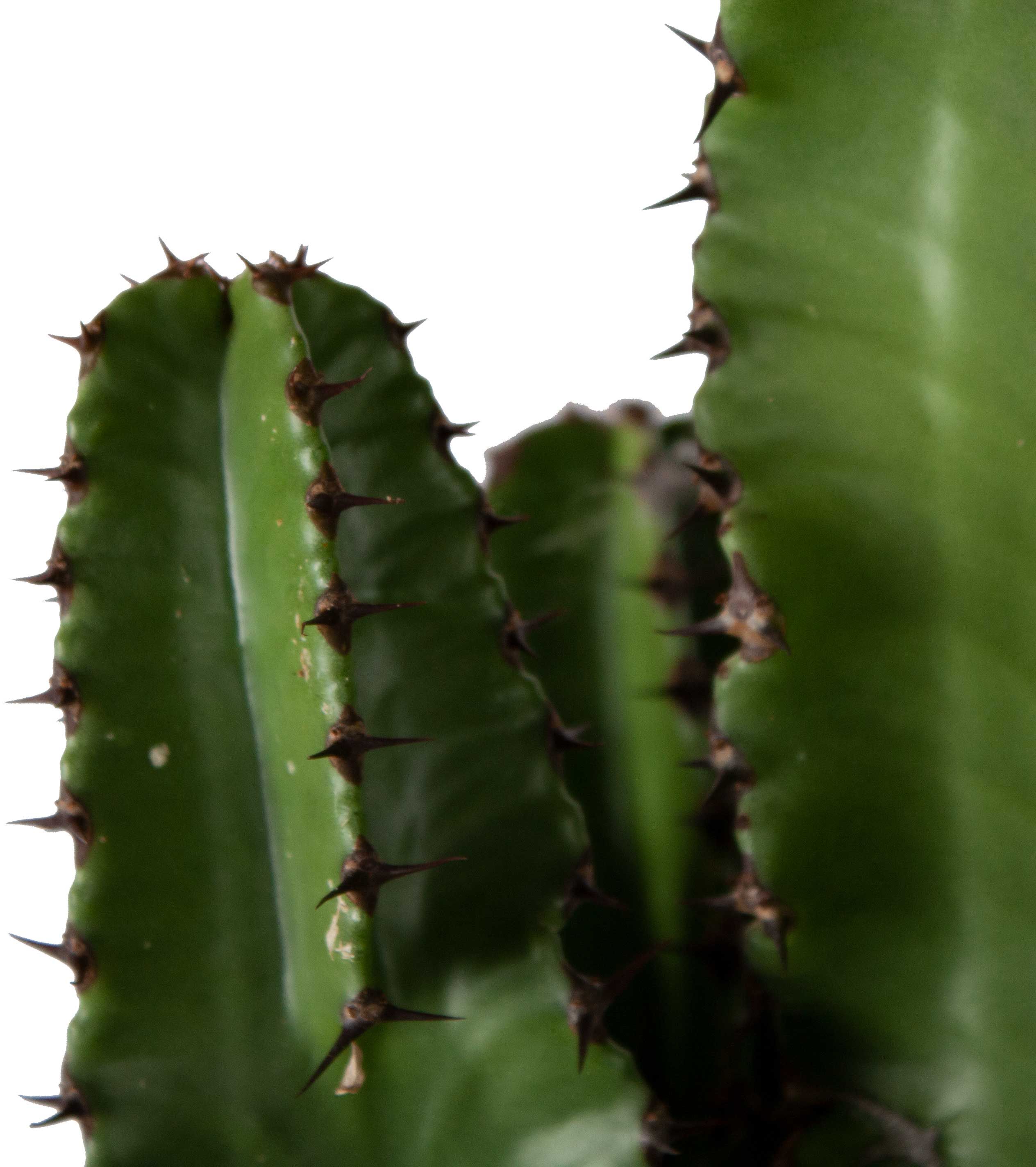 Euphorbia Erytrea Close-up