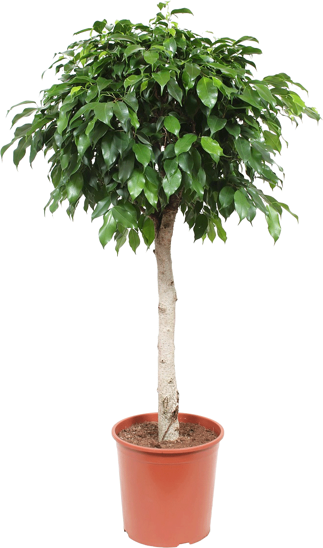 Ficus Benjamina Columnar transparant vooraanzicht