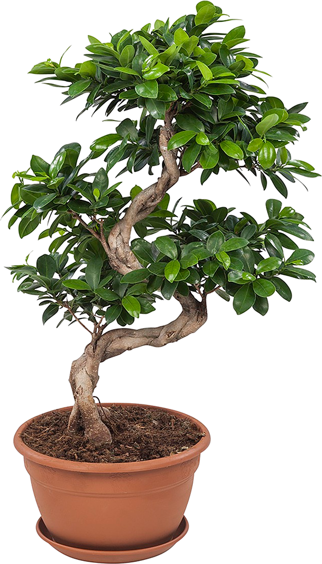 Ficus Ginseng Bonsai transparant vooraanzicht