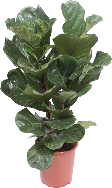 Ficus Lyrata transparant vooraanzicht