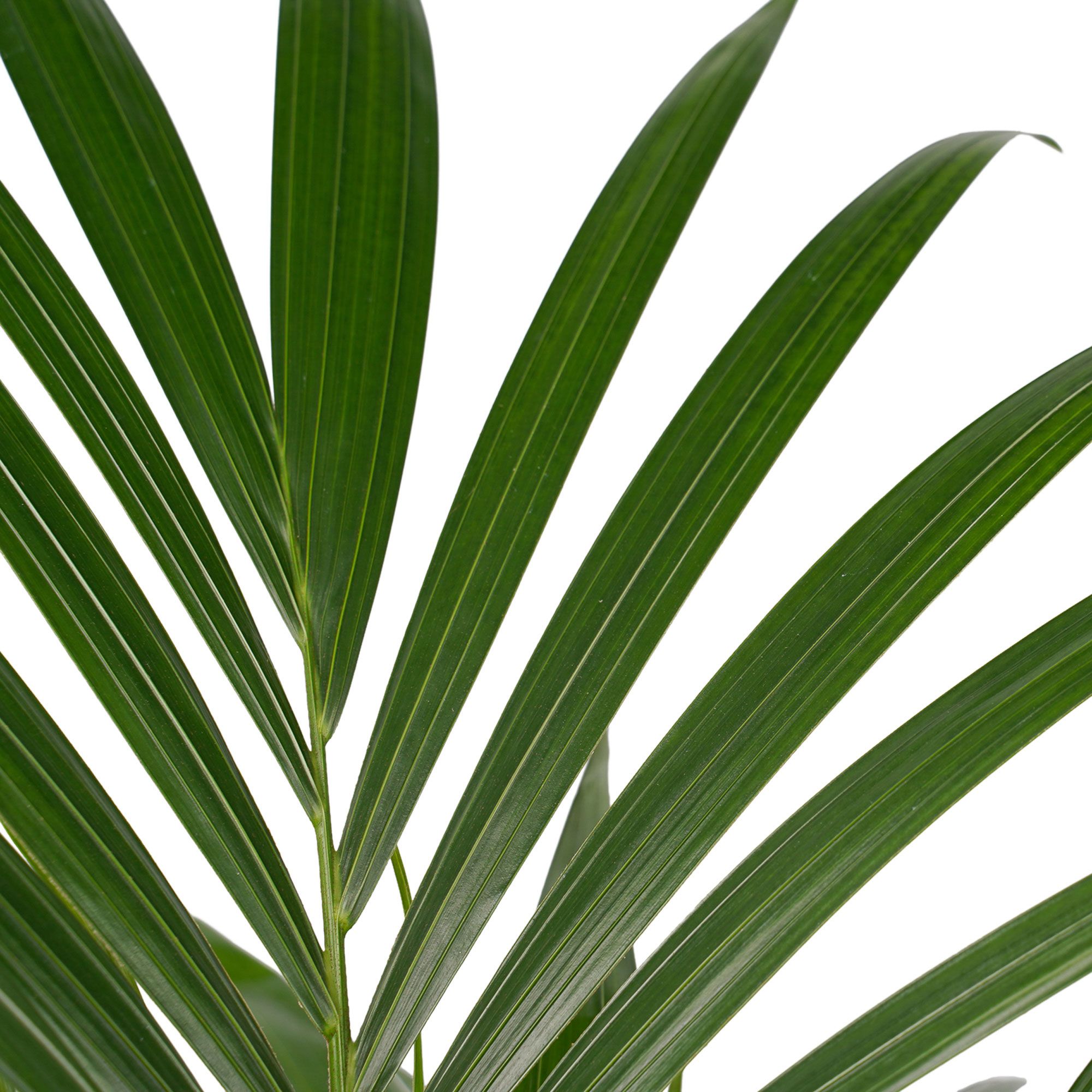 Kentia Palm Blad