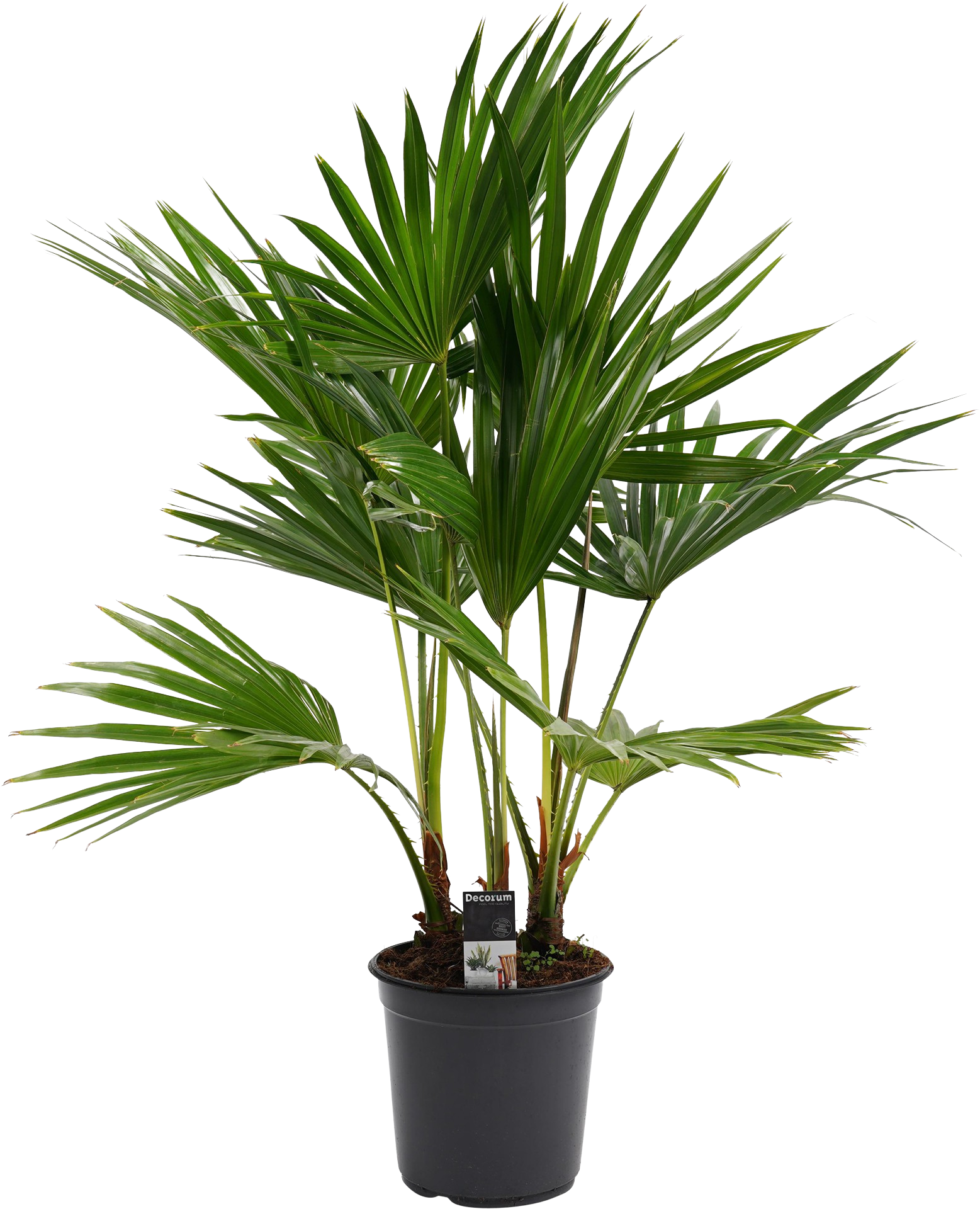 Livistona Rotundifolia transparant vooraanzicht