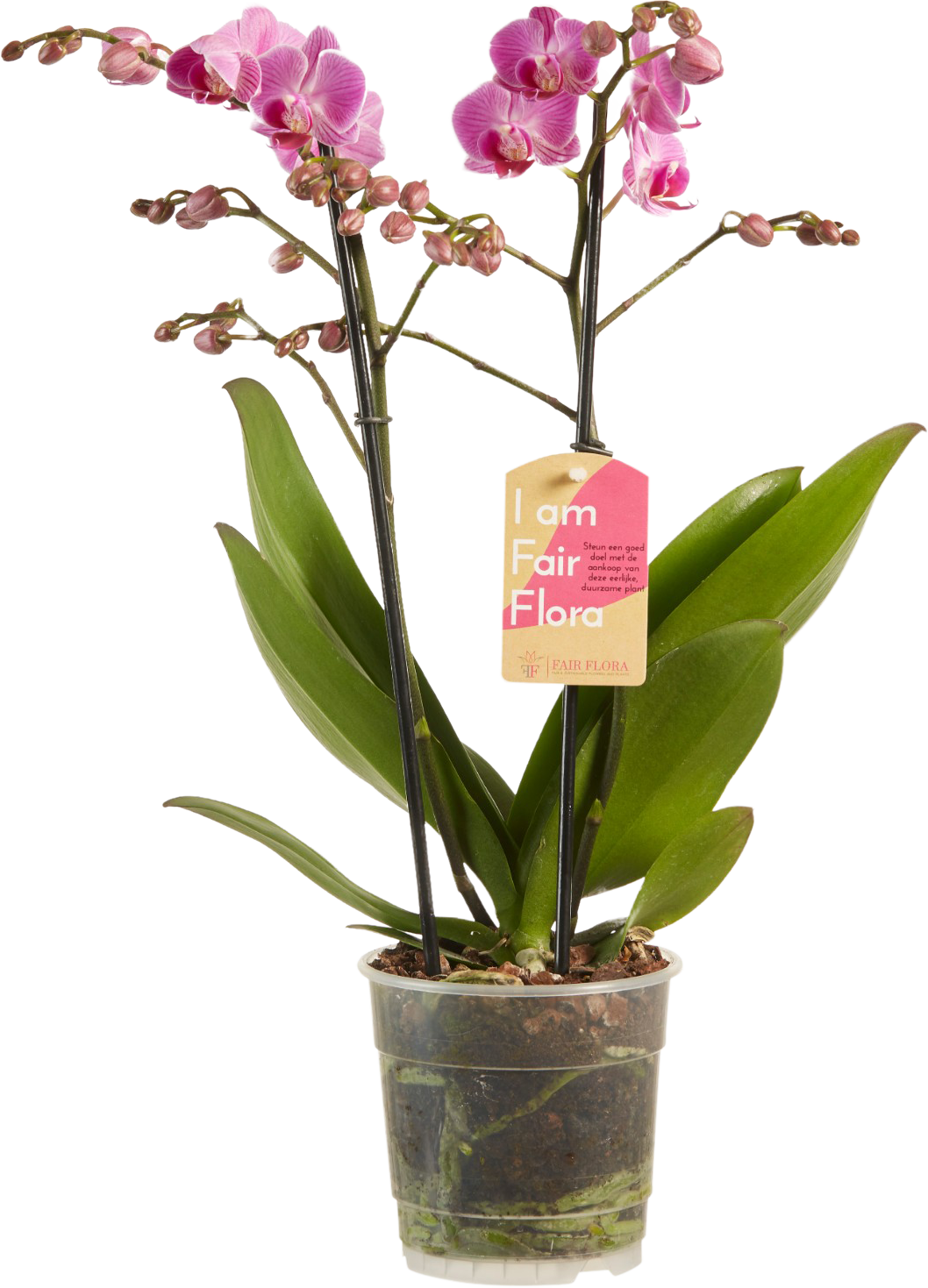 Phalaenopsis Purple transparant vooraanzicht