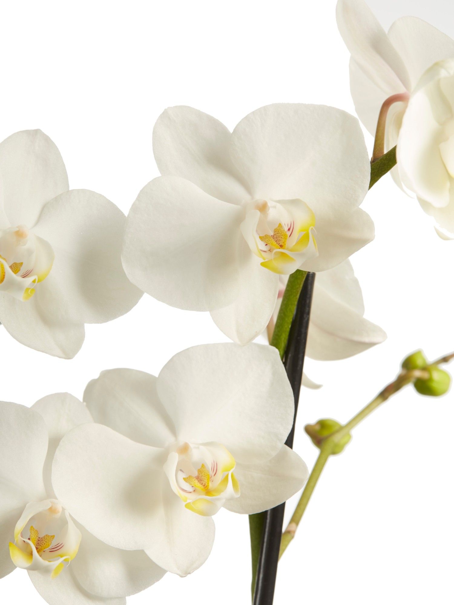 Phalaenopsis White Close-up