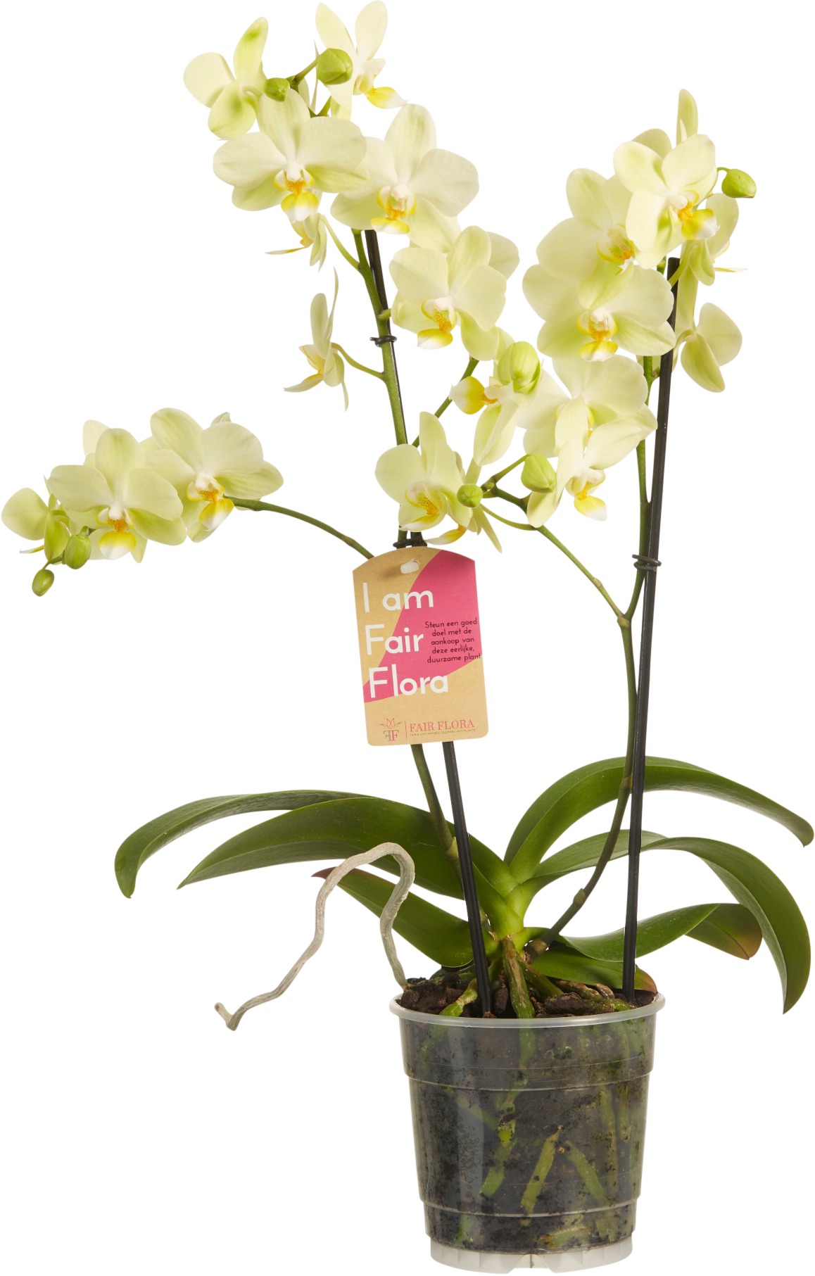 Phalaenopsis Yellow transparant vooraanzicht