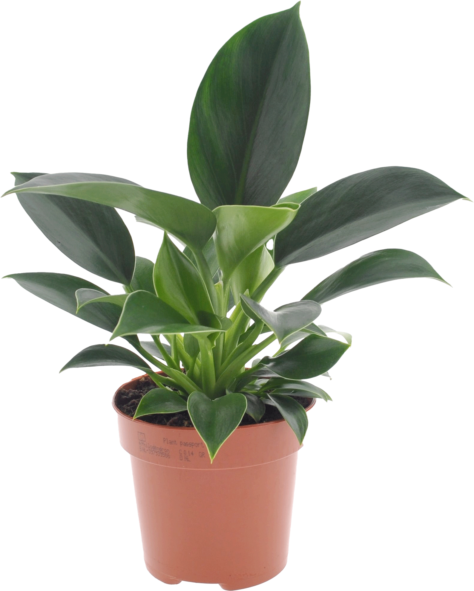 Philodendron Green Princess transparant vooraanzicht