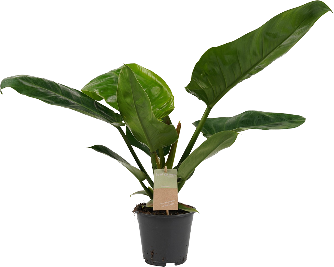 Philodendron Imperial Green transparant vooraanzicht