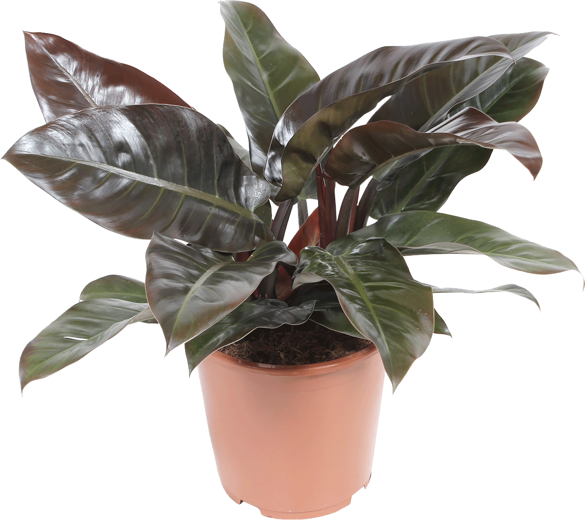 Philodendron Imperial Red transparant vooraanzicht