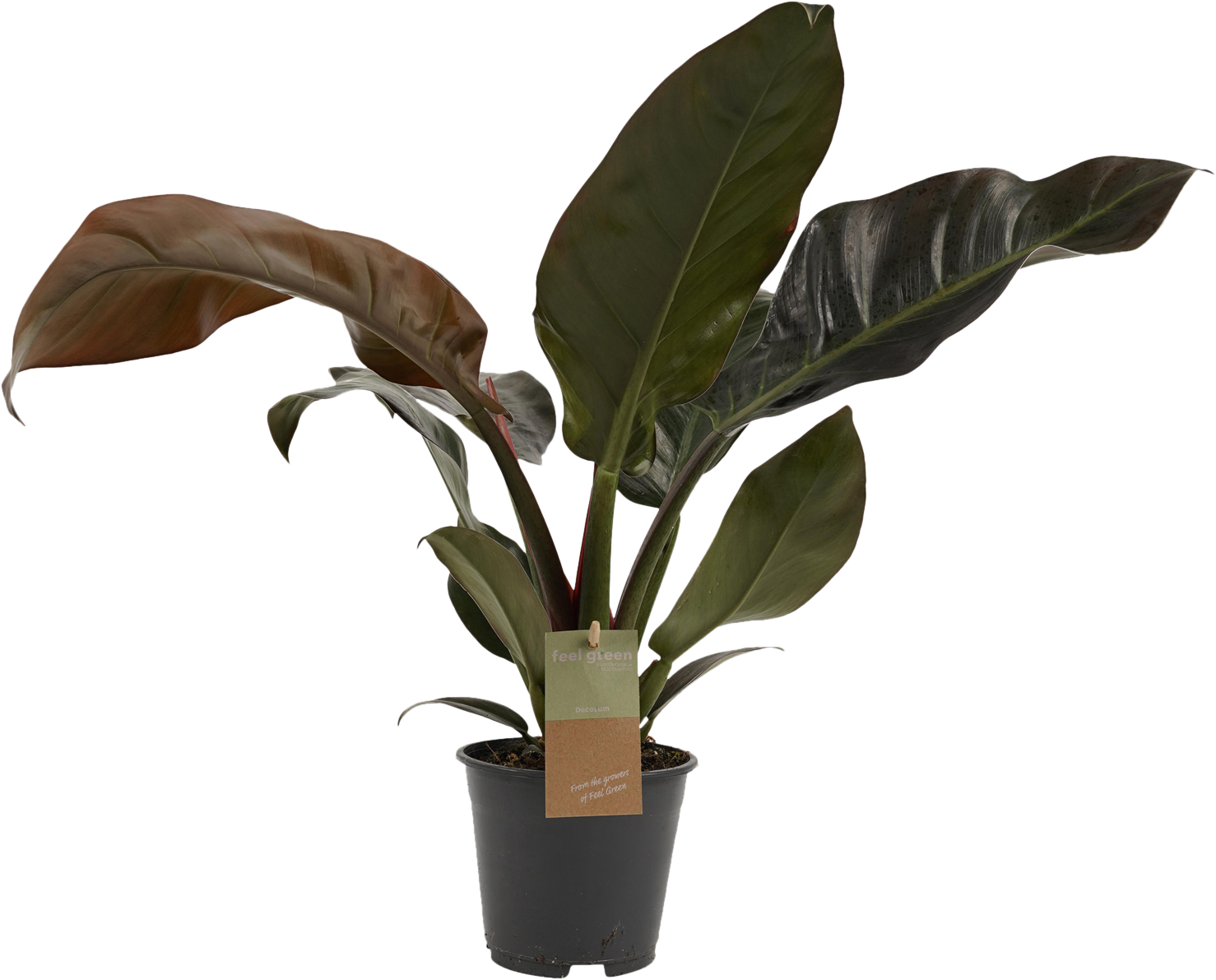 Philodendron Imperial Red transparant vooraanzicht
