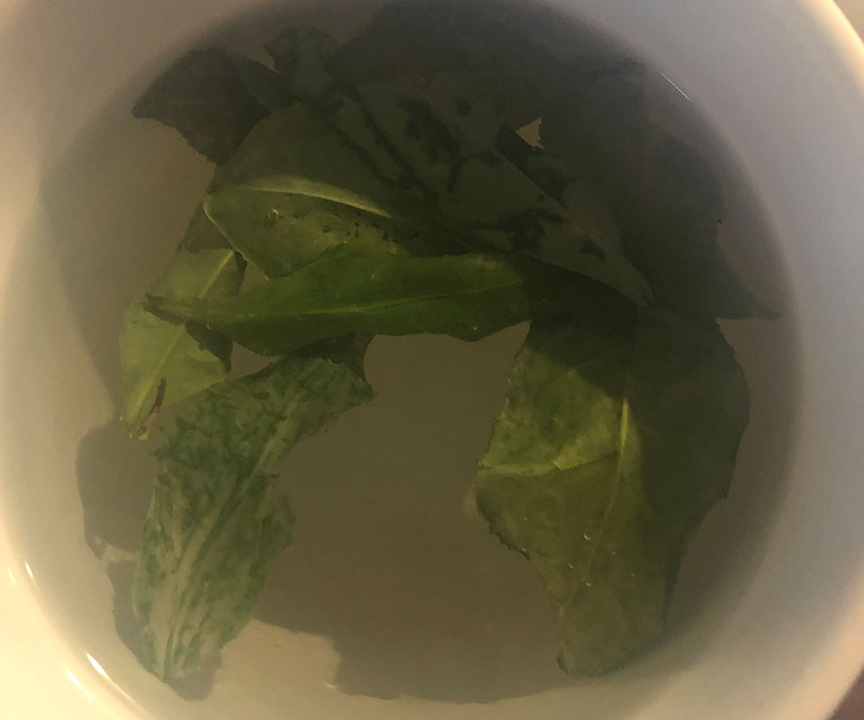 Groene thee bladeren van de Camellia Sinensis