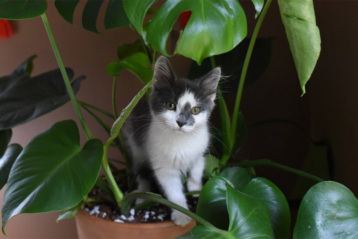 Niet giftige planten voor katten
