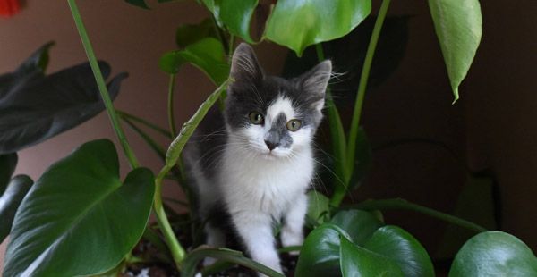 Niet giftige planten voor katten