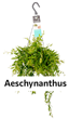 Aeschynanthus