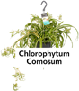 Chlorophytum Comosum