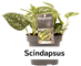 Scindapsus