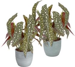 2x Begonia Maculata (Keramiek)