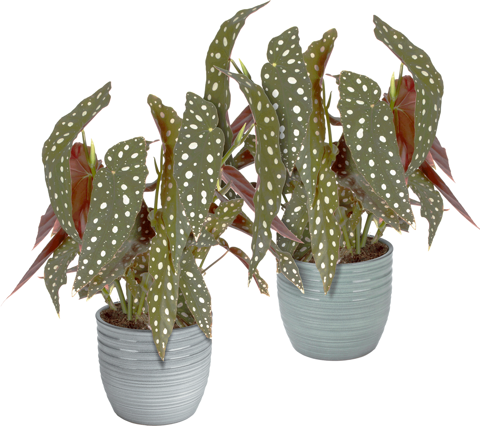 2x Begonia Maculata transparant vooraanzicht