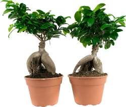 2x Ficus Ginseng Bonsai 