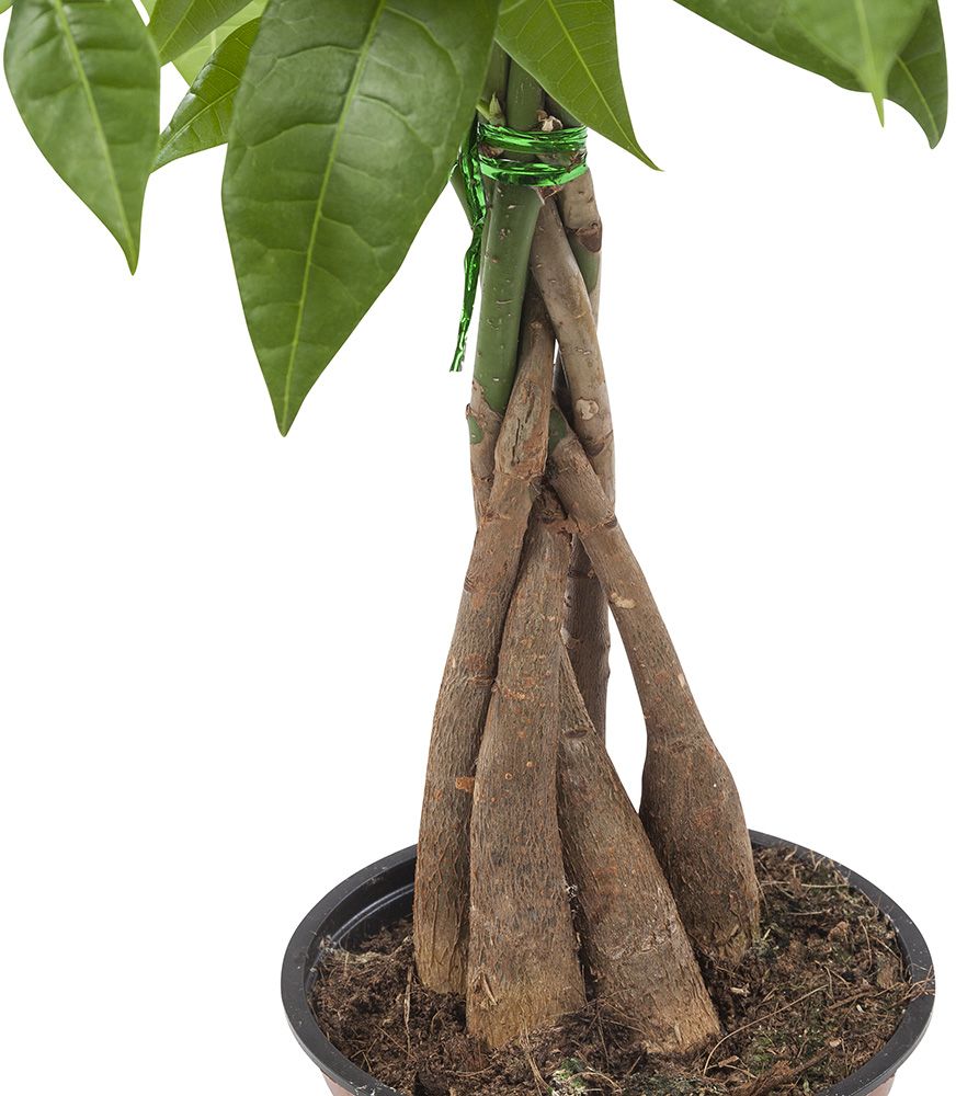 2x Pachira Aquatica Close-up