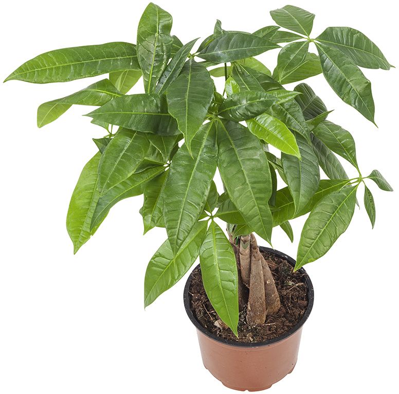 2x Pachira Aquatica Close-up