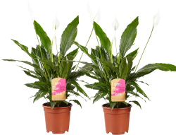 2x Spathiphyllum (Lepelplant)