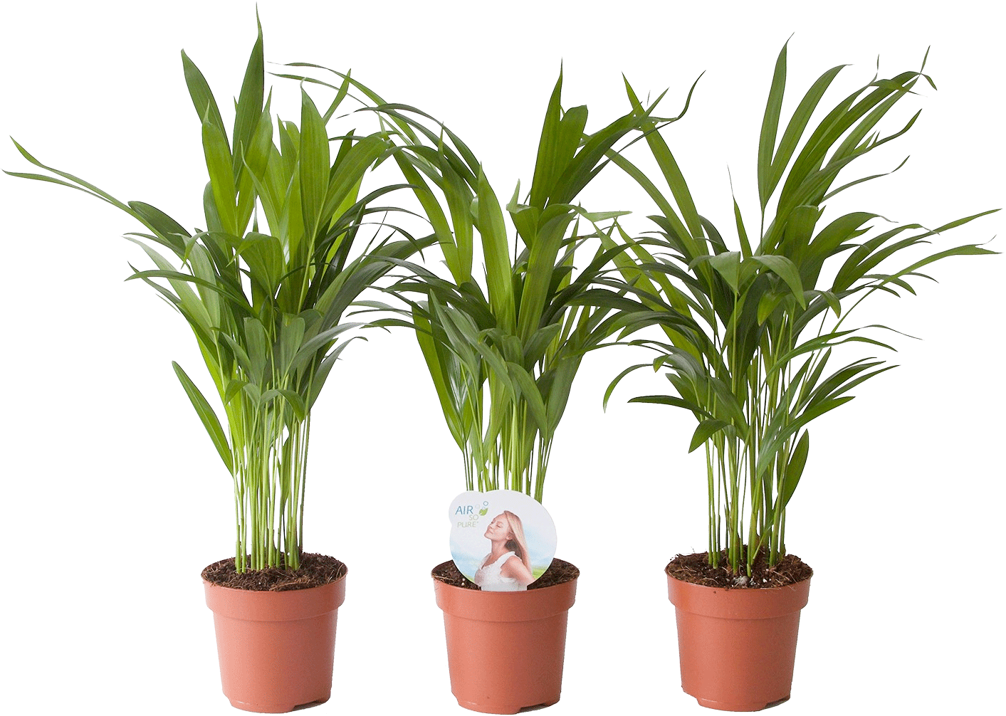 3x Areca Palm transparant vooraanzicht