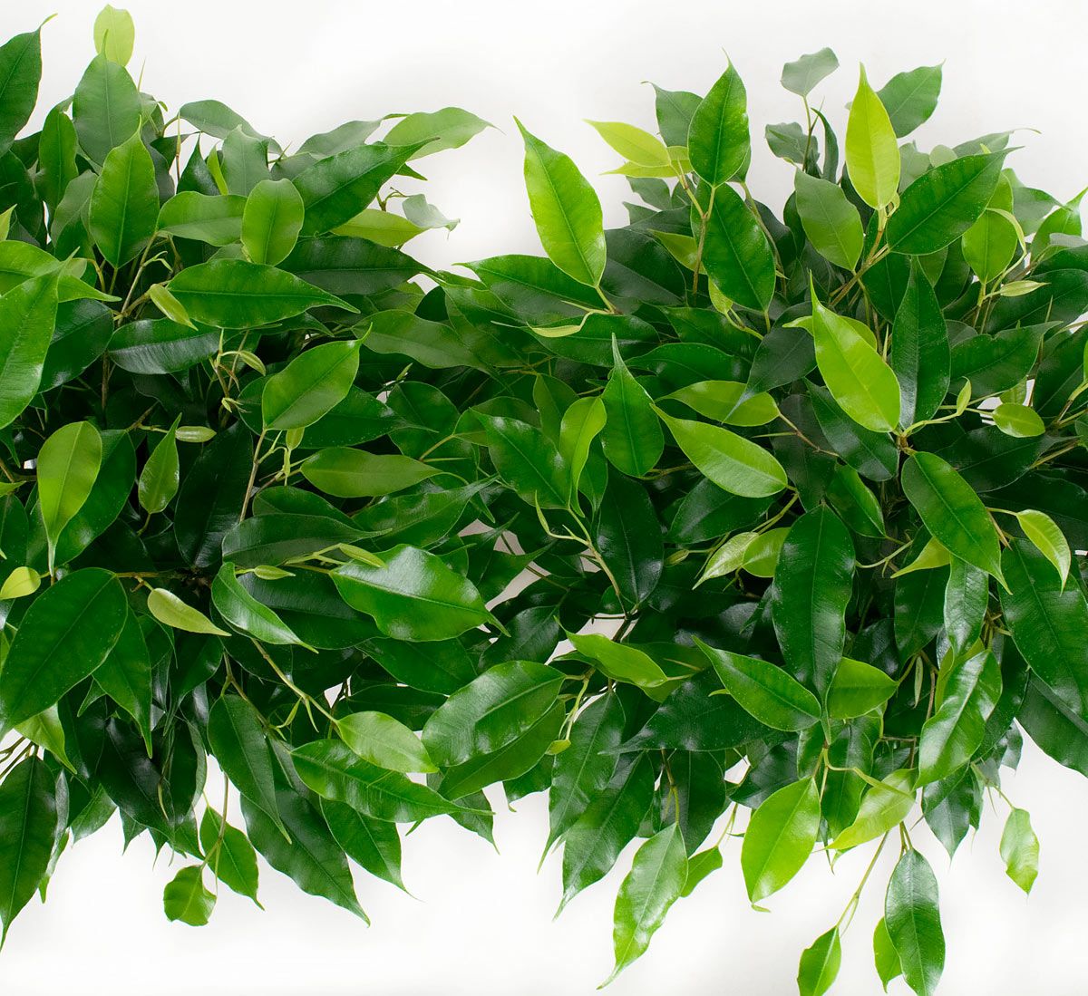 4x Ficus Green Kinky Bovenaanzicht