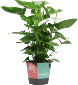Anthurium Alaska