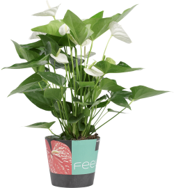 Anthurium Alaska