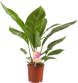 Anthurium Jungle King