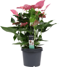 Anthurium Maine