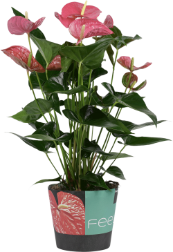 Anthurium Maine