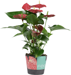 Anthurium Michigan