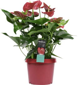 Anthurium Michigan