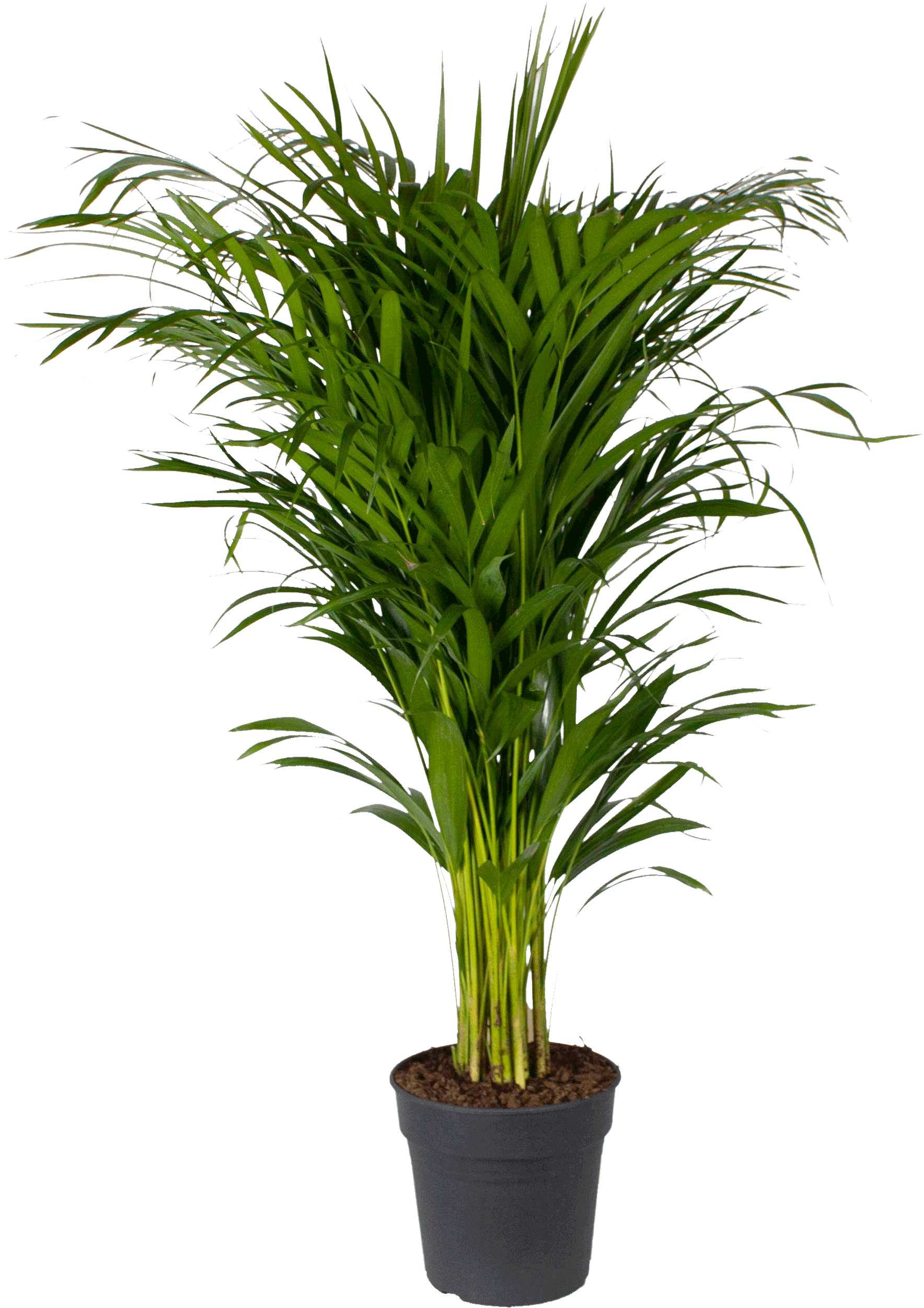 Areca Palm transparant vooraanzicht