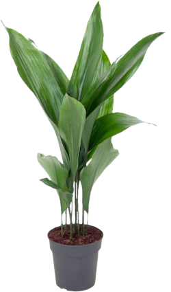 Aspidistra (Kwartjesplant)