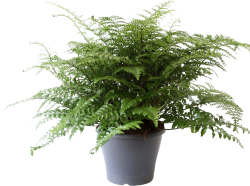 Asplenium Parvati