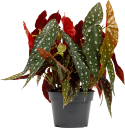 Begonia (Stippenplant)