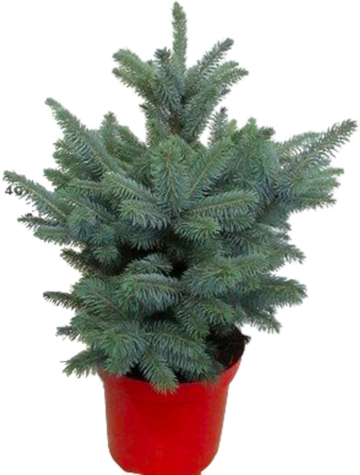 Blauwspar Picea Pungens 